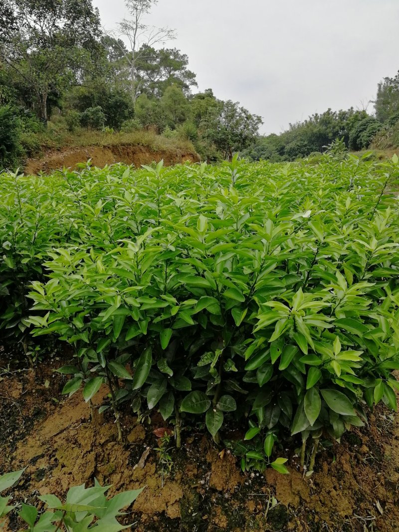沃柑苗香橙头沃柑苗柠檬头枳壳头大叶枳壳基地一手货源