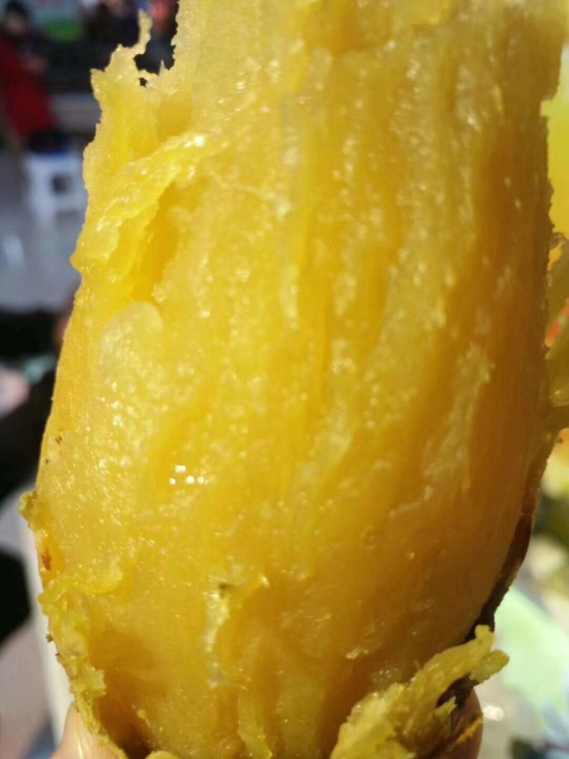 山地密薯，一件代发样品