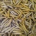 野生豆虫豆丹熟虫