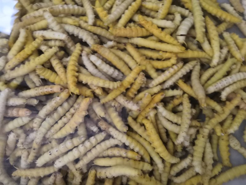 野生豆虫豆丹熟虫
