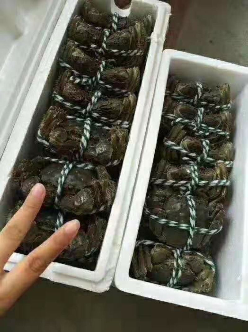 大闸蟹
