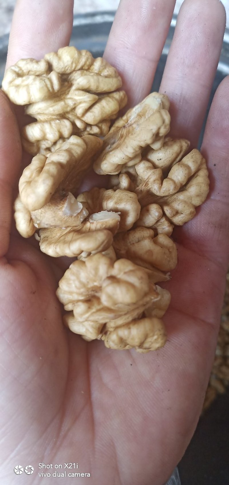核桃仁