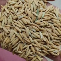 香稻