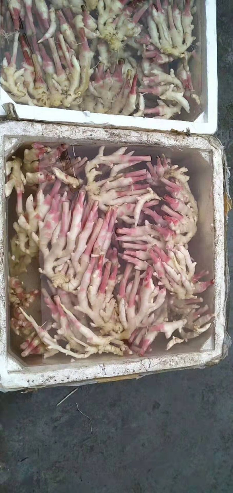 子姜