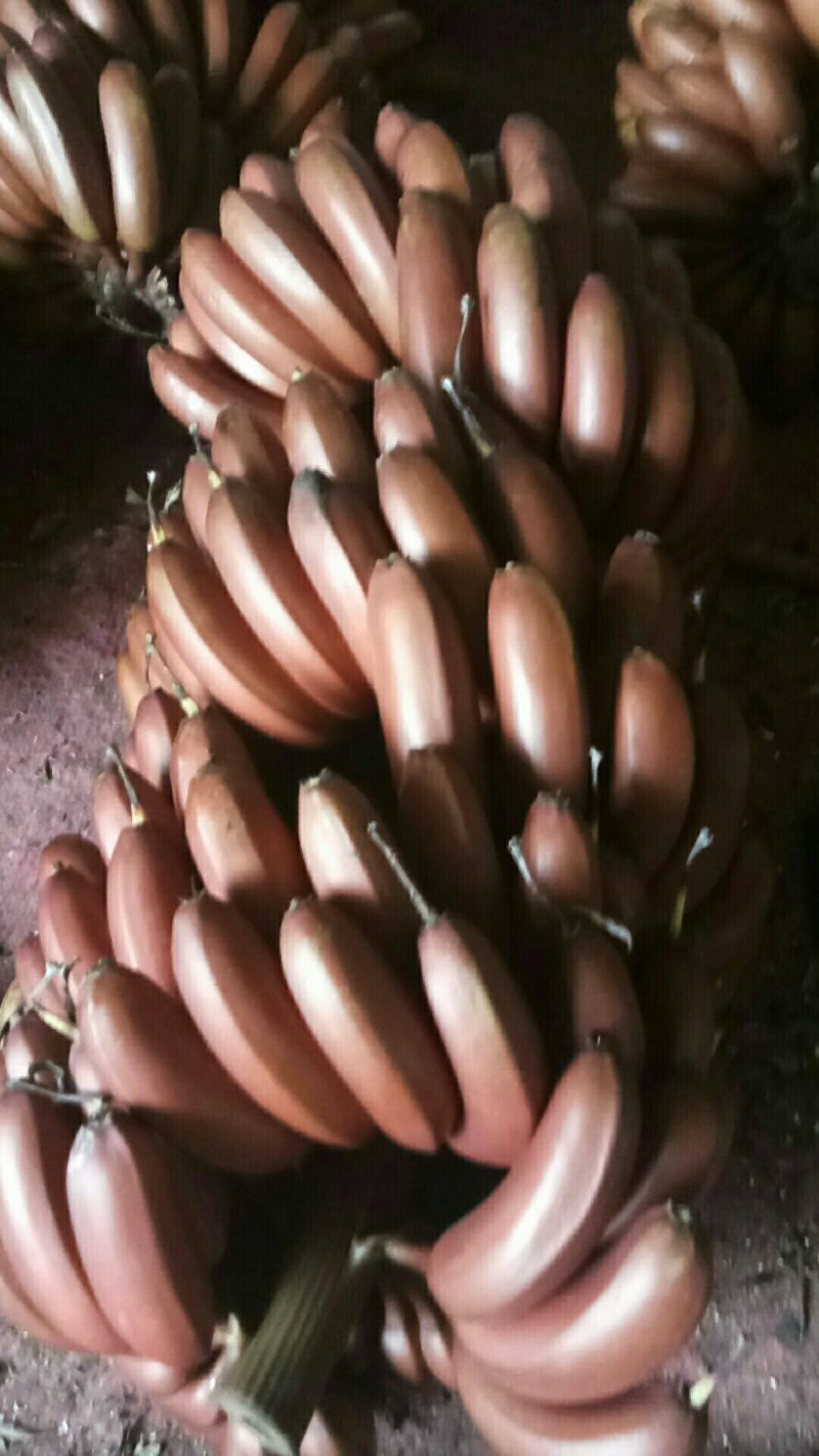 包邮精品美人蕉，红香蕉，现摘现发，实力接单