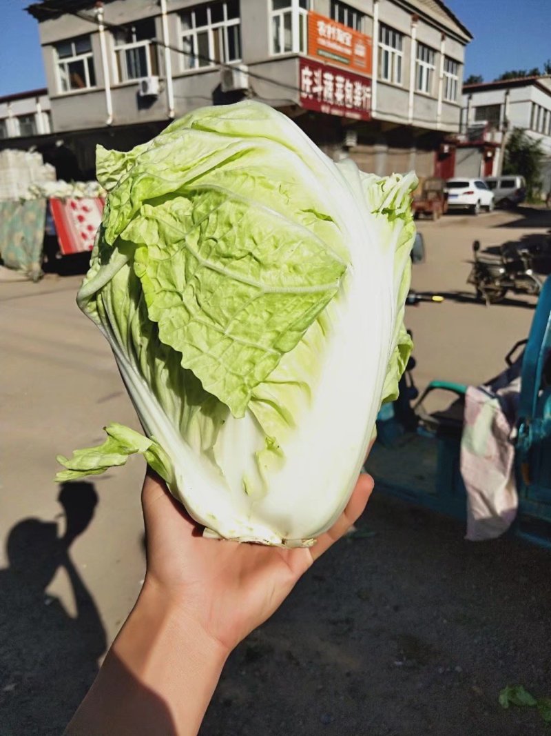 夏阳白菜，抗热王白菜，山东大白菜肥城白菜大量供应