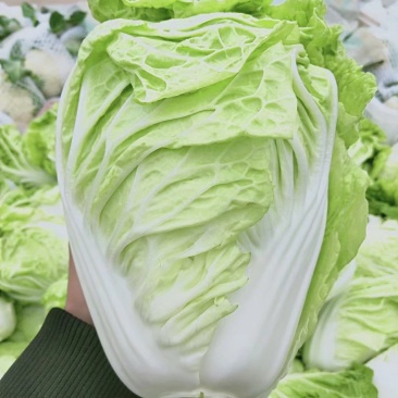 夏阳白菜，抗热王白菜，山东大白菜肥城白菜大量供应