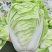 夏阳白菜，抗热王白菜，山东大白菜肥城白菜大量供应