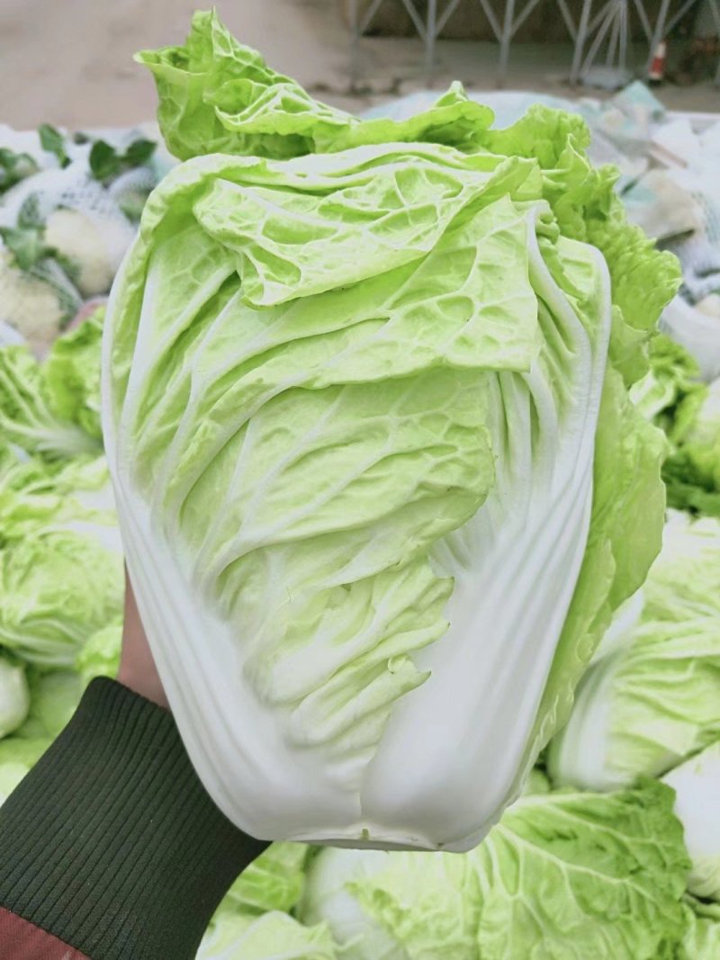 夏阳白菜，抗热王白菜，山东大白菜肥城白菜大量供应