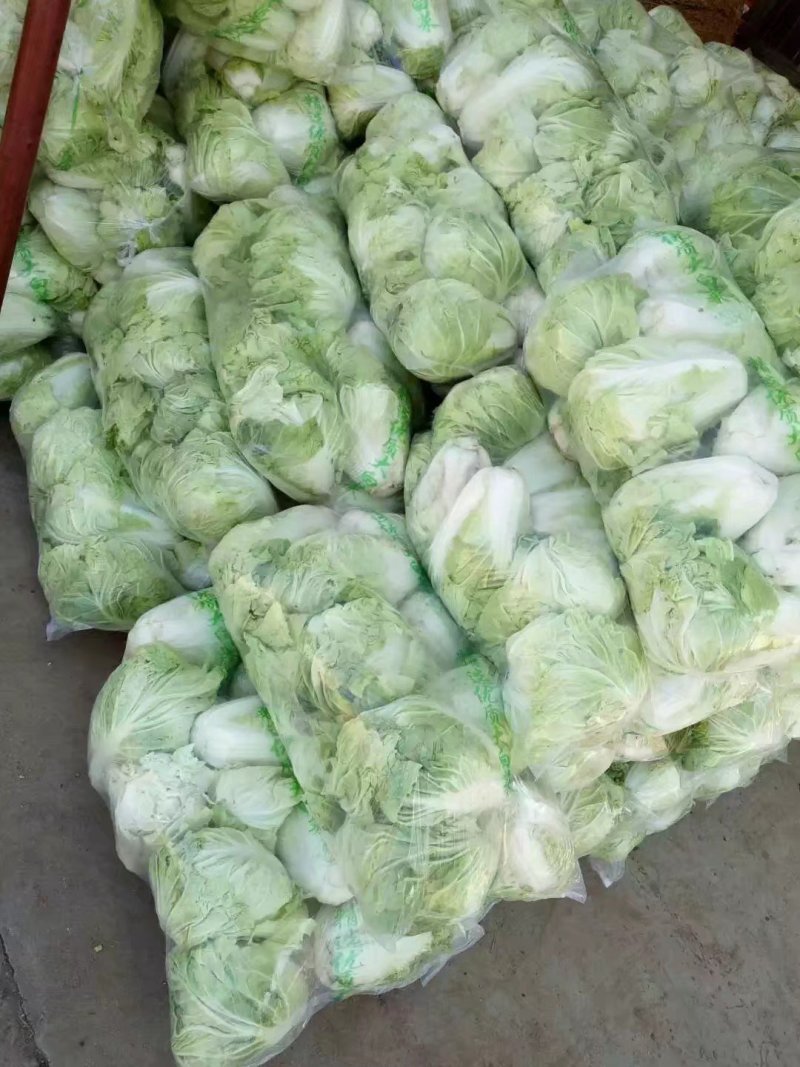 夏阳白菜，抗热王白菜，山东大白菜肥城白菜大量供应