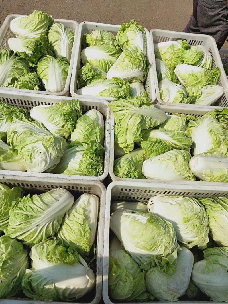 夏阳白菜，抗热王白菜，山东大白菜肥城白菜大量供应