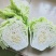 夏阳白菜，抗热王白菜，山东大白菜肥城白菜大量供应