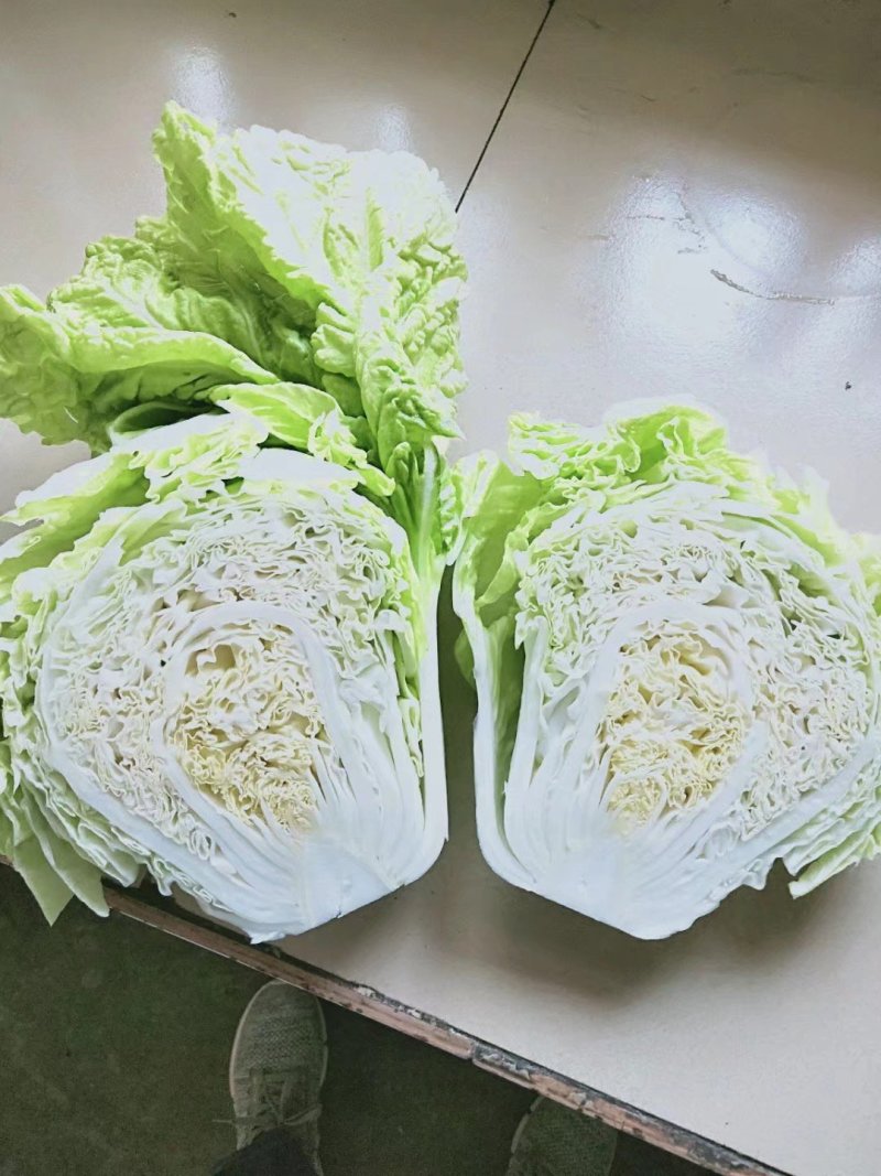 夏阳白菜，抗热王白菜，山东大白菜肥城白菜大量供应