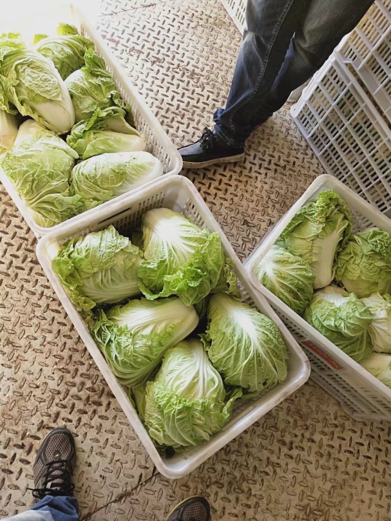 夏阳白菜，抗热王白菜，山东大白菜肥城白菜大量供应