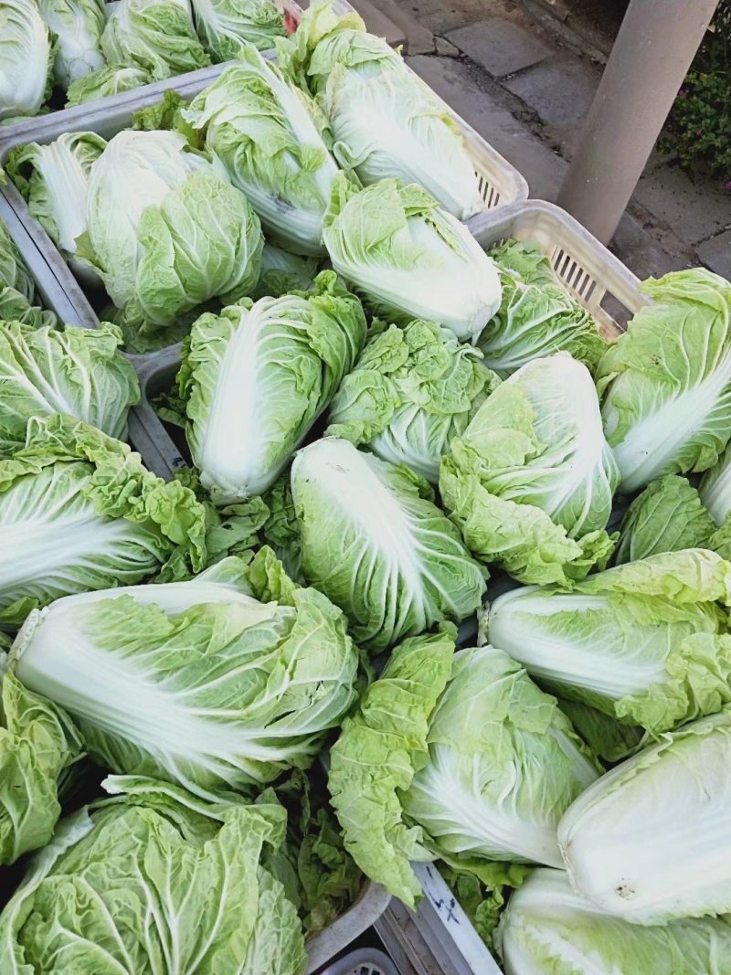 夏阳白菜，抗热王白菜，山东大白菜肥城白菜大量供应