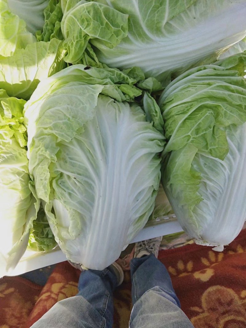 夏阳白菜，抗热王白菜，山东大白菜肥城白菜大量供应
