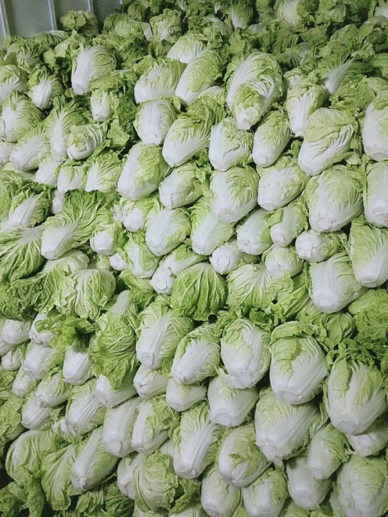 夏阳白菜，抗热王白菜，山东大白菜肥城白菜大量供应