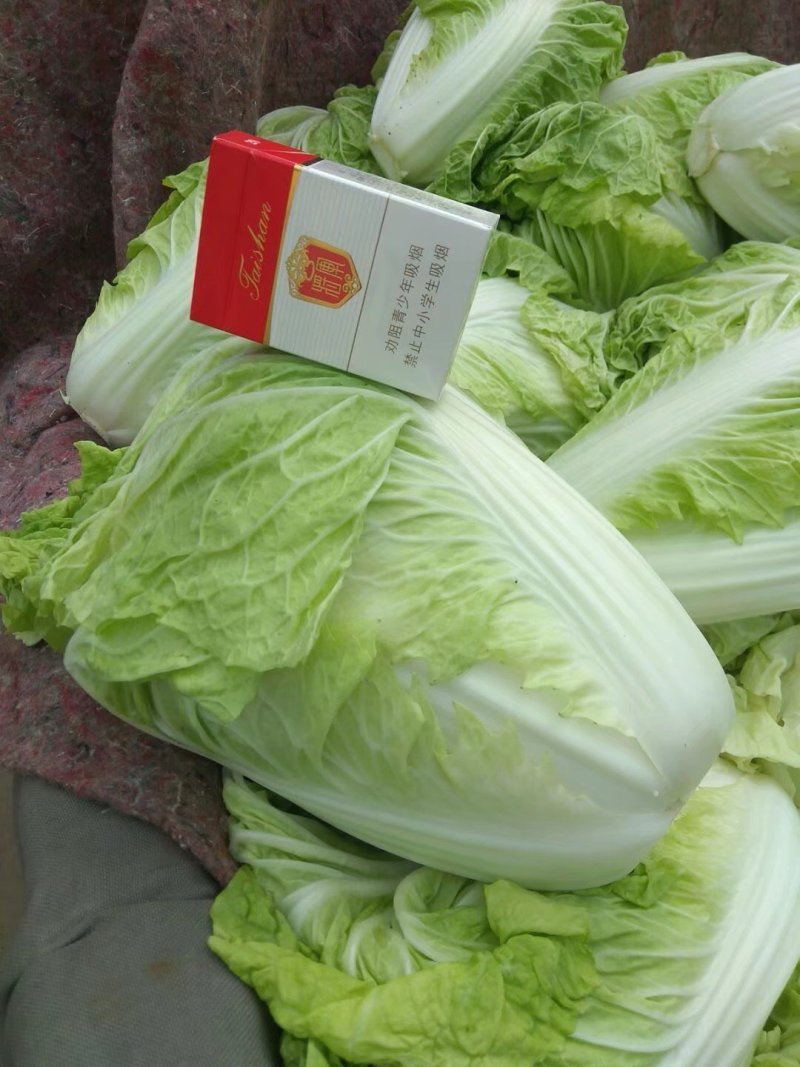 夏阳白菜，抗热王白菜，山东大白菜肥城白菜大量供应
