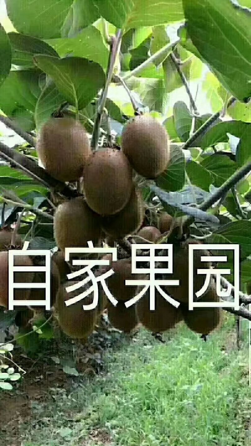 徐香猕猴桃