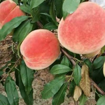 永莲蜜桃