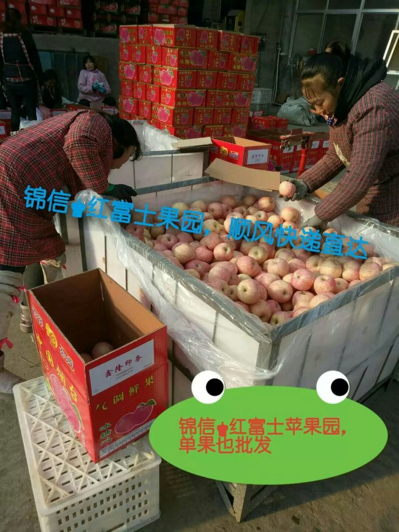 红富士苹果