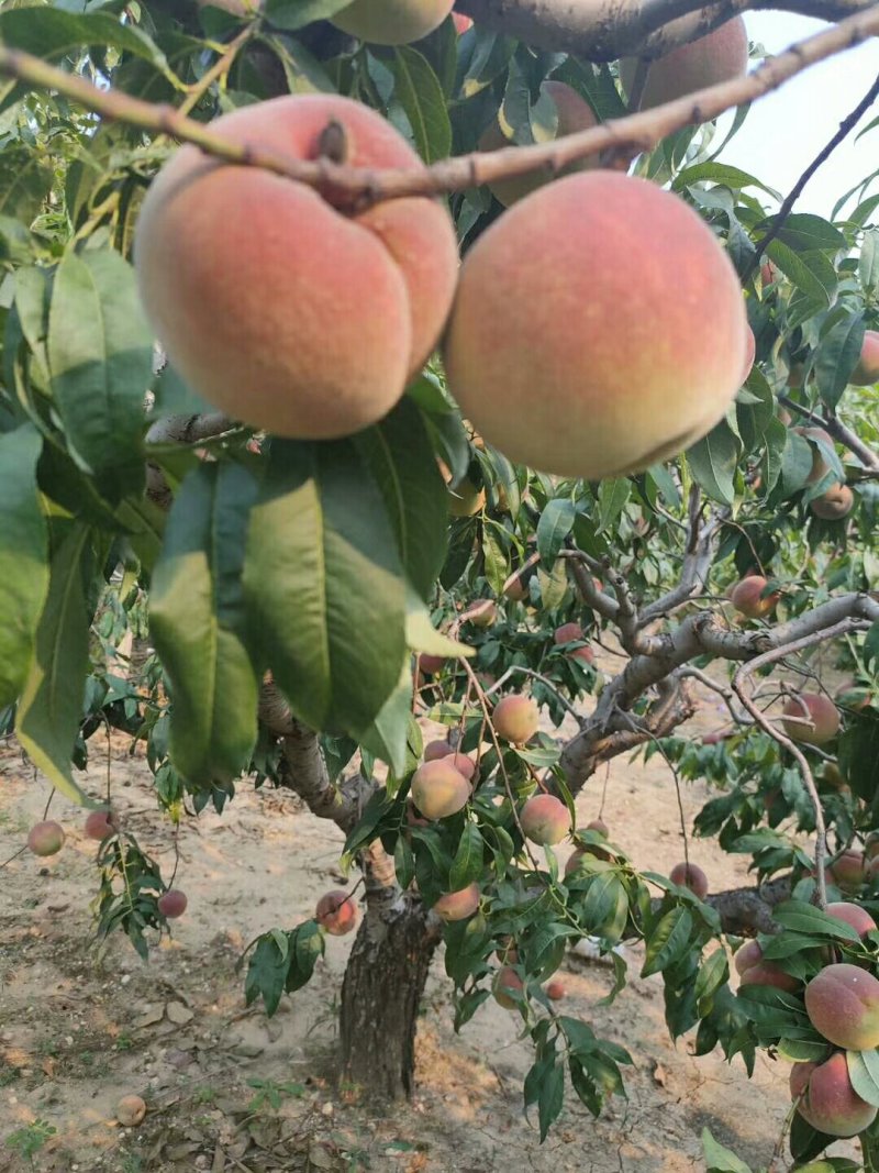 青州蜜桃上市，价格优惠