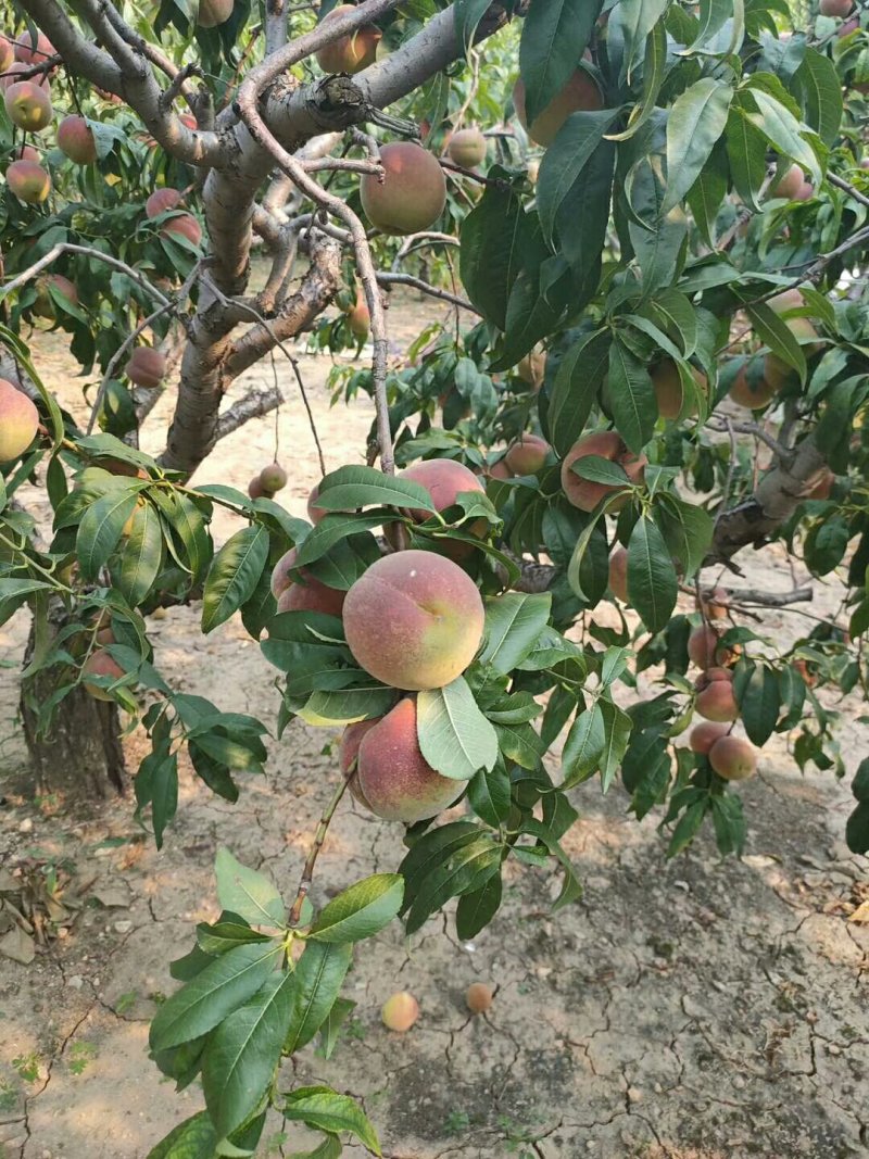 青州蜜桃上市，价格优惠