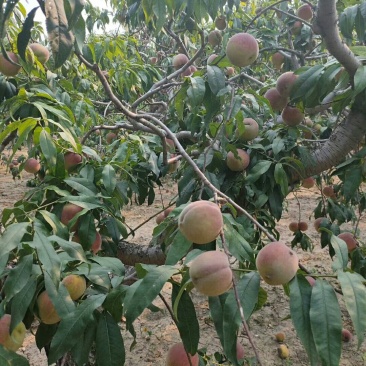 青州蜜桃上市，价格优惠