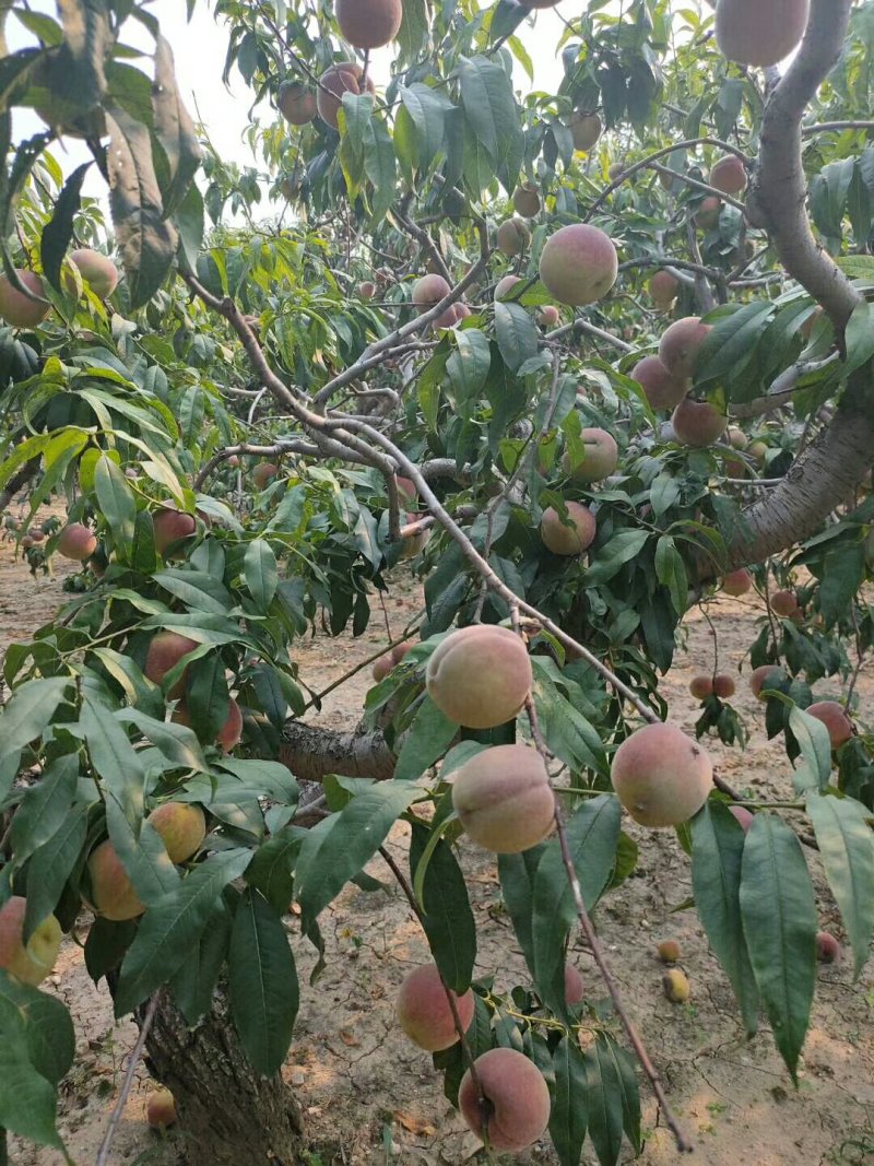 青州蜜桃上市，价格优惠