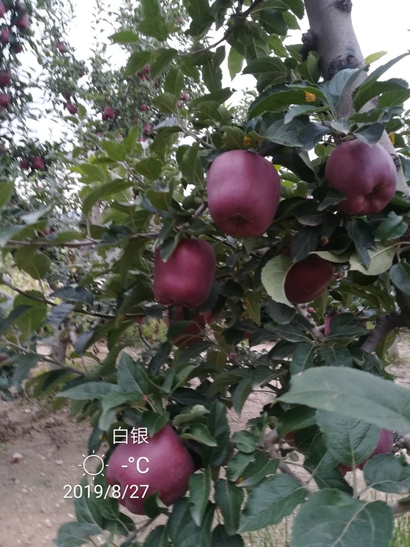 代办供货，花牛苹果，糖心富士。