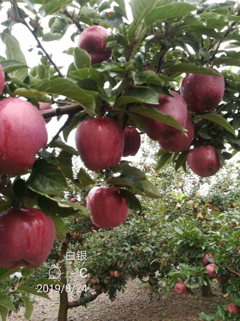 代办供货，花牛苹果，糖心富士。