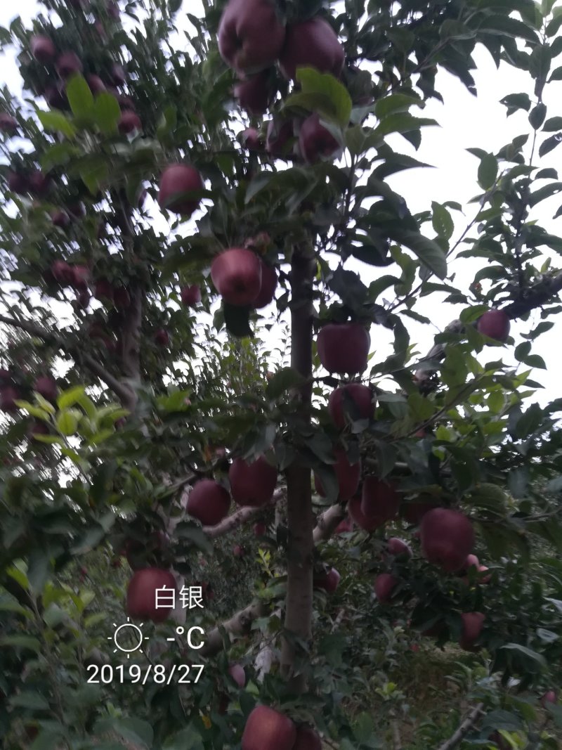 代办供货，花牛苹果，糖心富士。