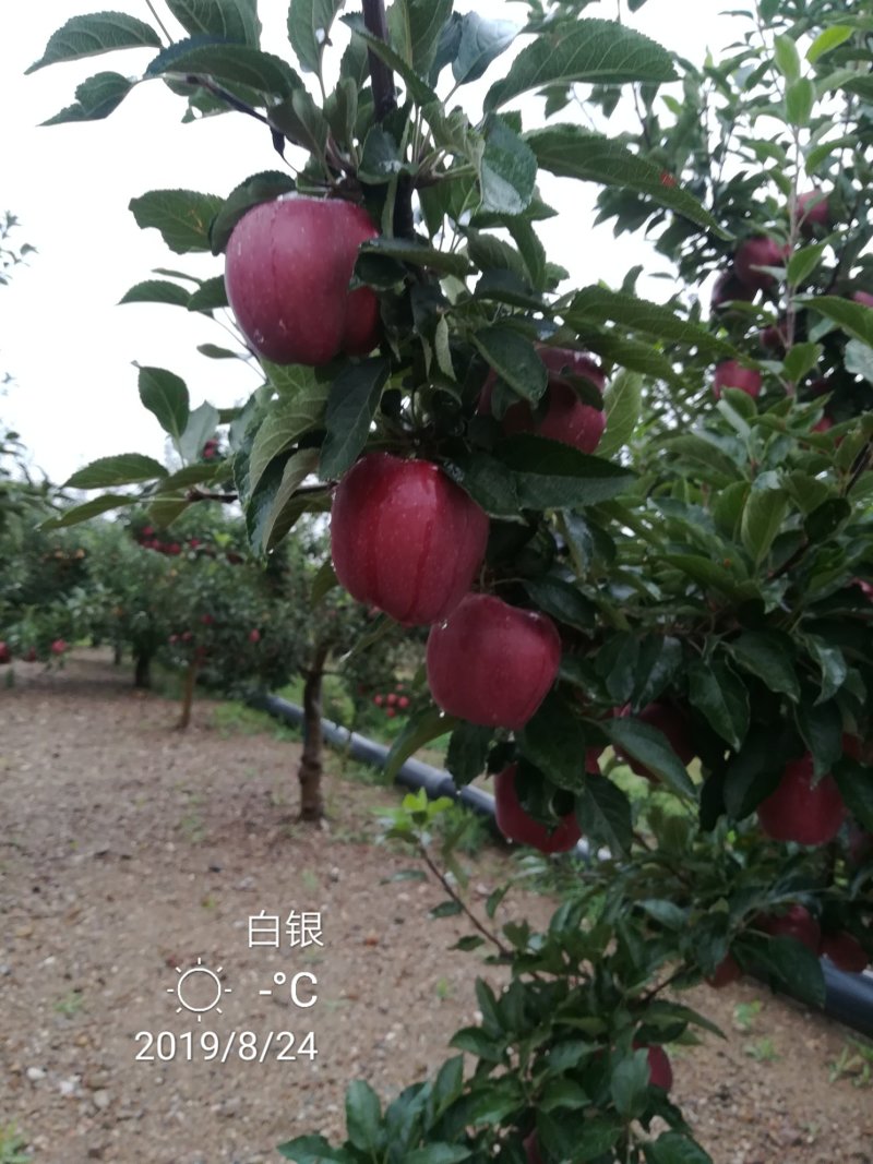 代办供货，花牛苹果，糖心富士。