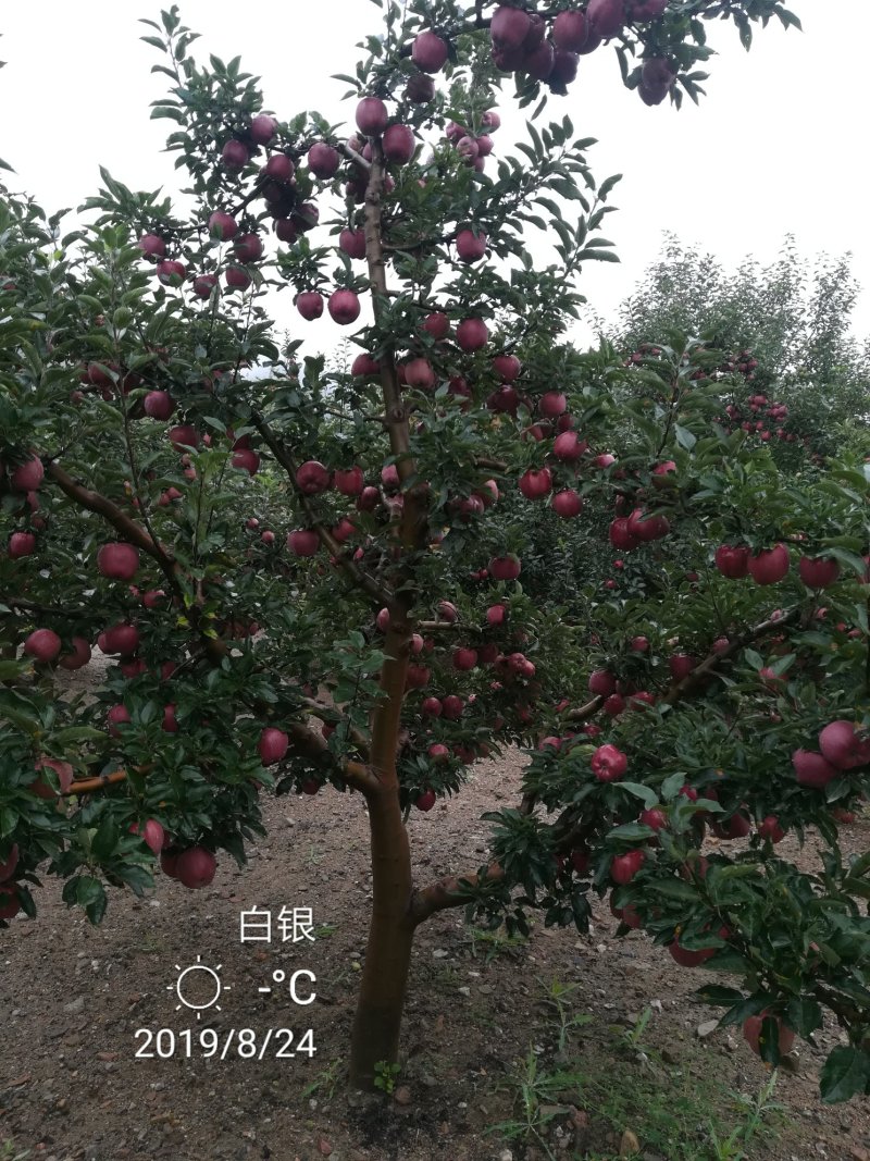 代办供货，花牛苹果，糖心富士。