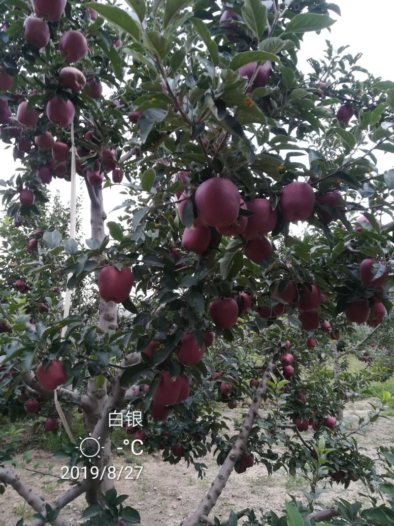 代办供货，花牛苹果，糖心富士。