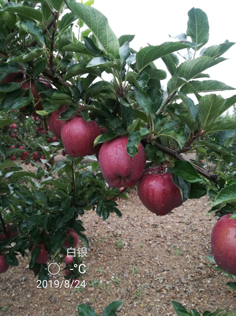 代办供货，花牛苹果，糖心富士。