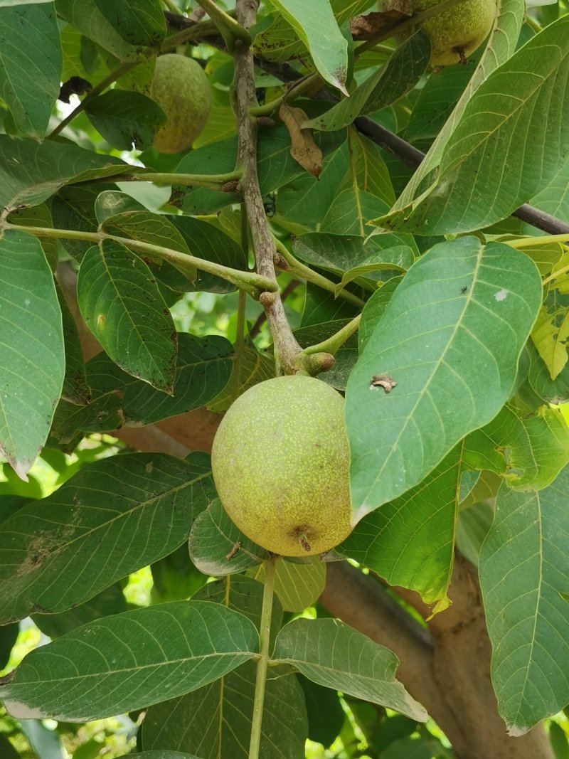 薄皮核桃