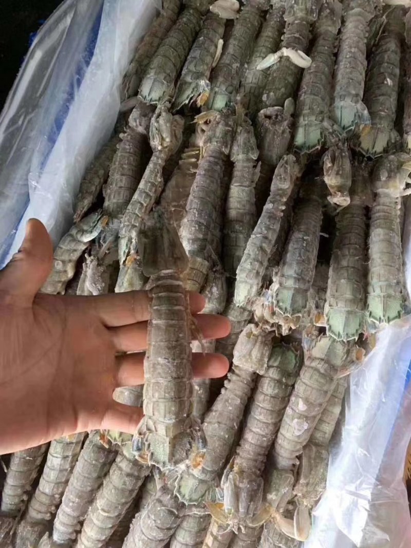 皮皮虾