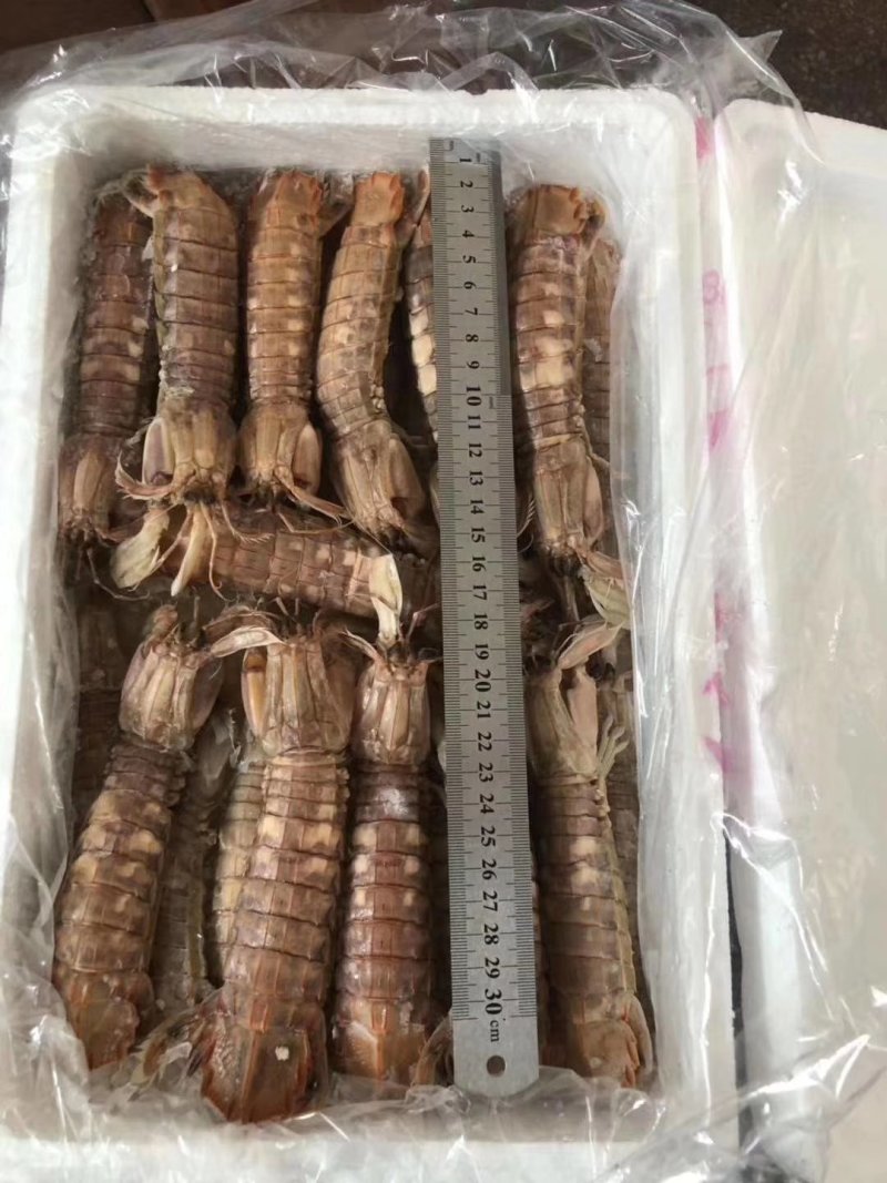 皮皮虾