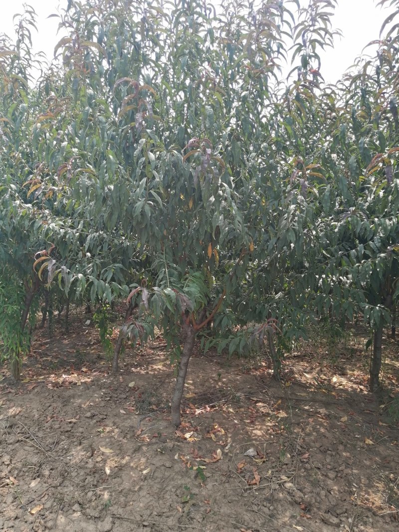 红叶碧挑