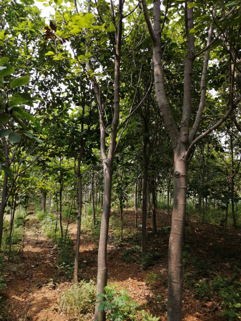 高杆玉兰