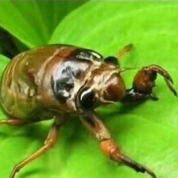 野生金蝉