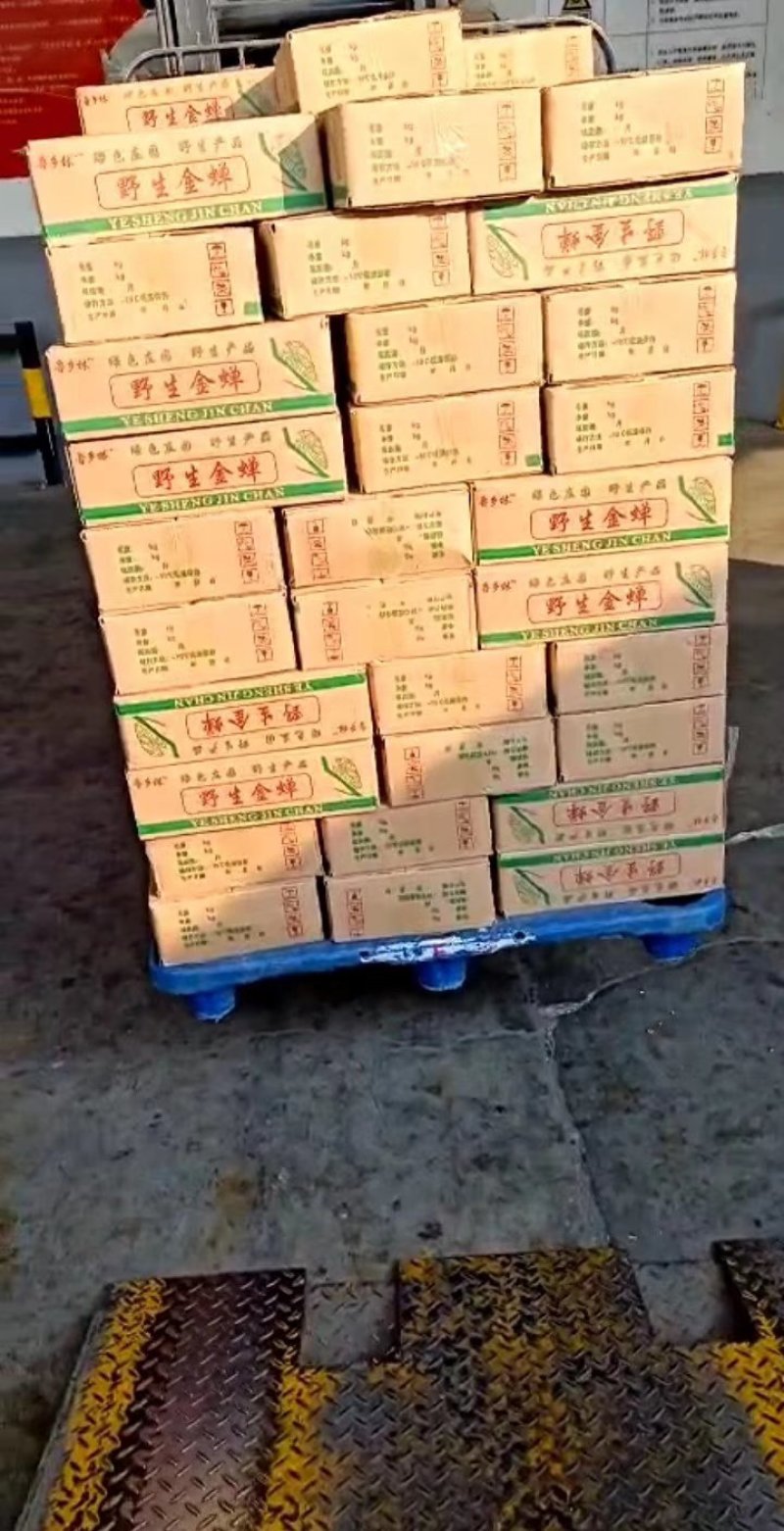野生金蝉