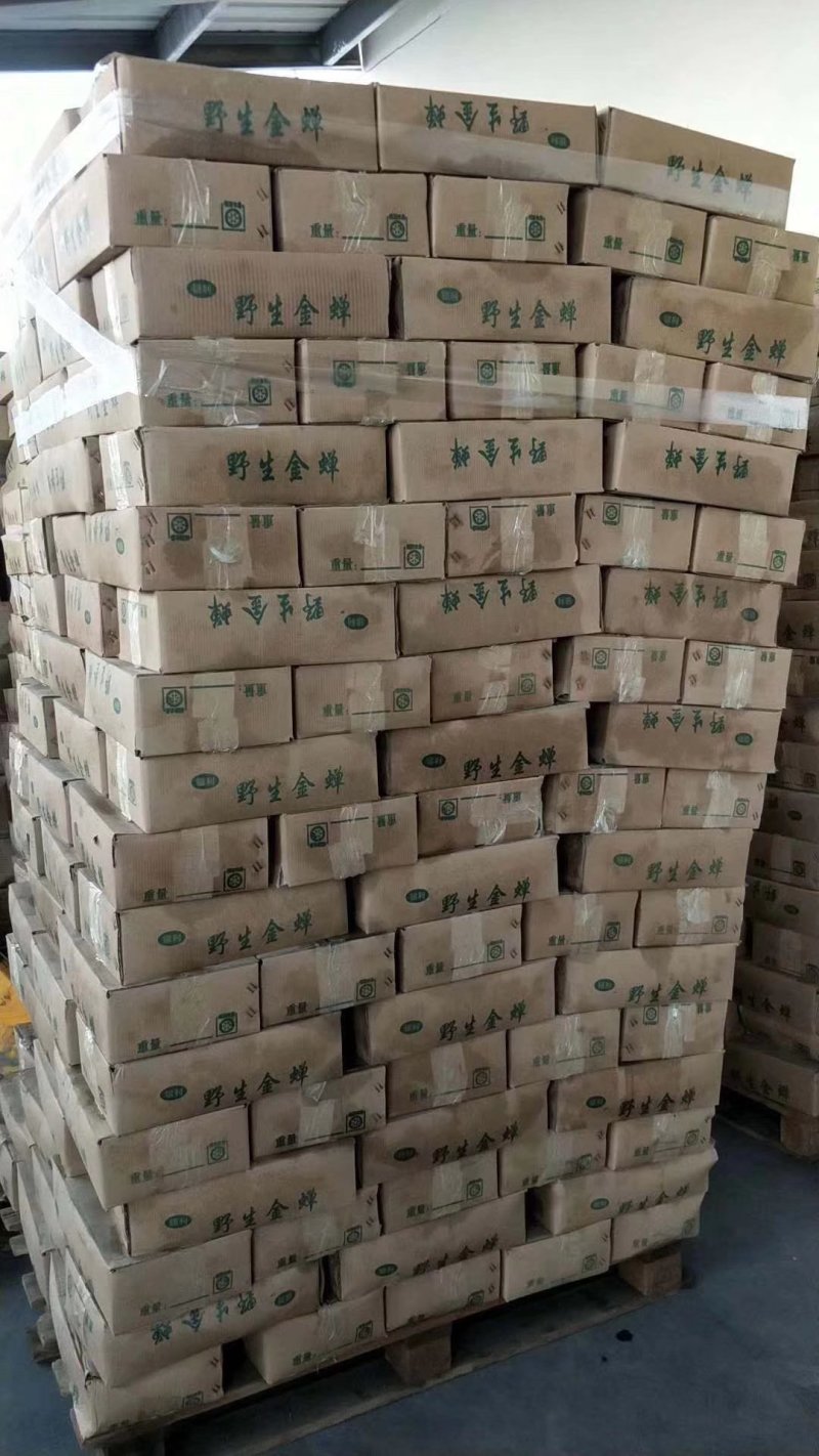 野生金蝉