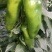 出售大棚菜椒