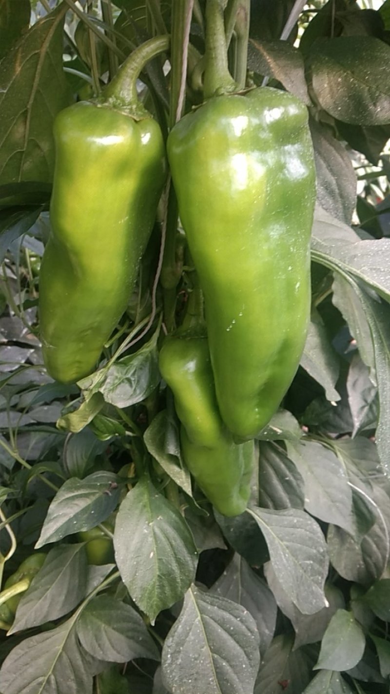 出售大棚菜椒