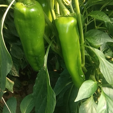 出售大棚菜椒