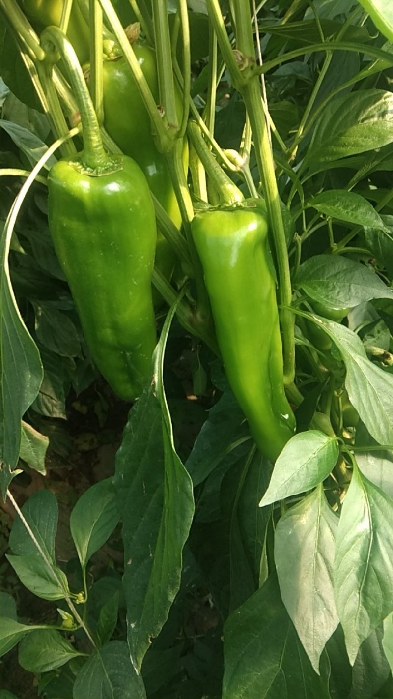 出售大棚菜椒