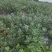 【精选药材苗】江西单叶蔓荆子苗、蔓荆子种苗、蔓荆子。