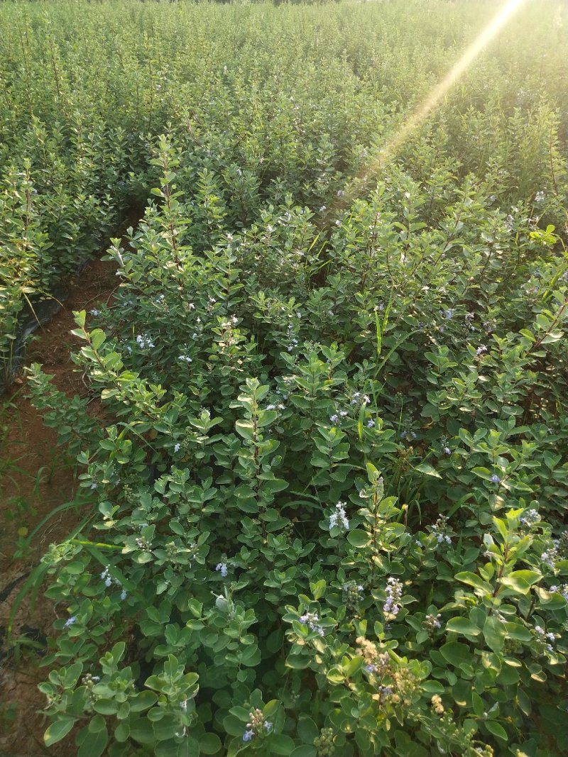 【精选药材苗】江西单叶蔓荆子苗、蔓荆子种苗、蔓荆子。